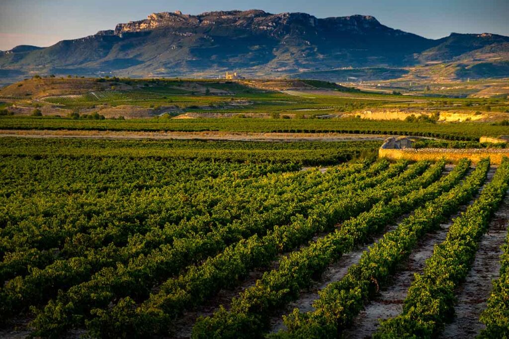 Culinary tourism La Rioja1