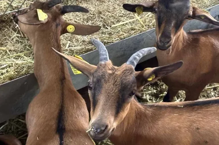 farm-goats