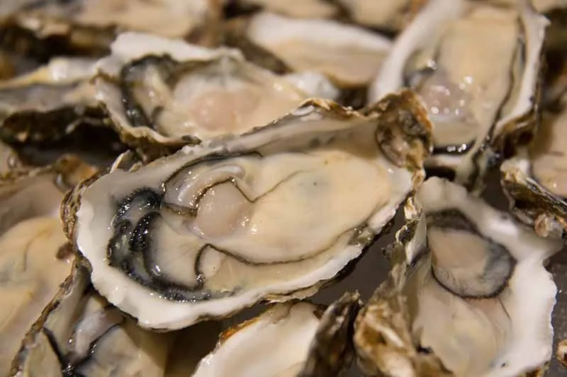 oyster cava tour