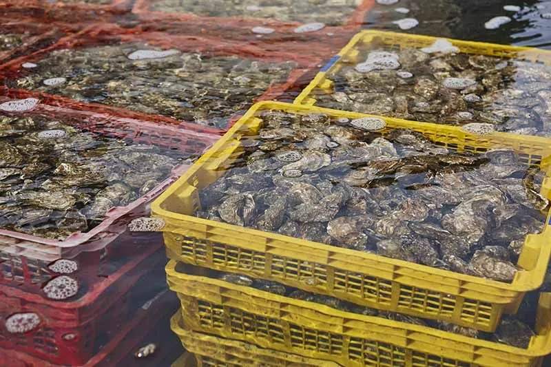 oyster cava tour