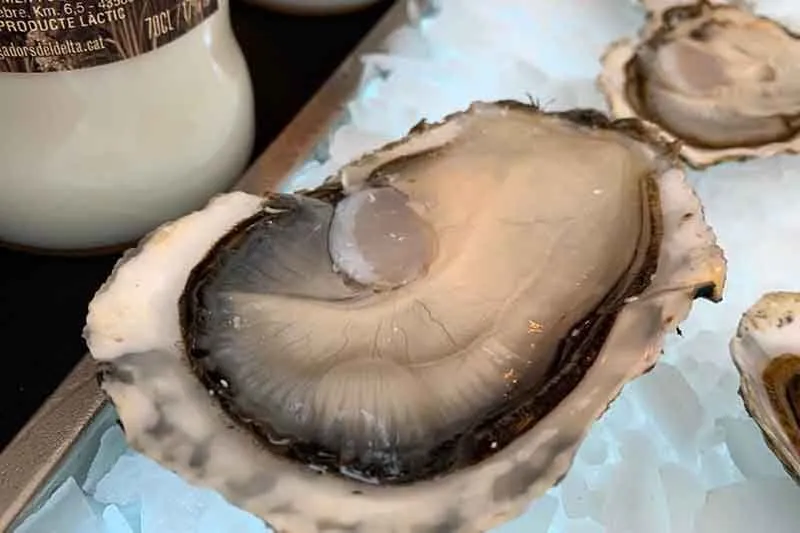 oyster tour