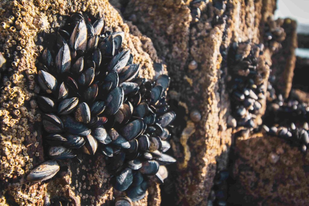 mariscadores-galicia-rias