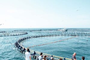 tuna-tour-2