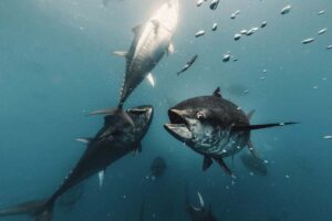 tuna-tour-blue-fin-copia